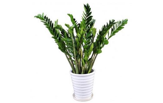 金錢樹的介紹-金錢樹怎么養護？