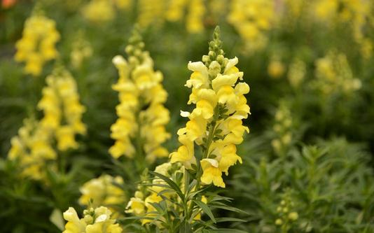 金魚草是什么?金魚草的養(yǎng)殖方法