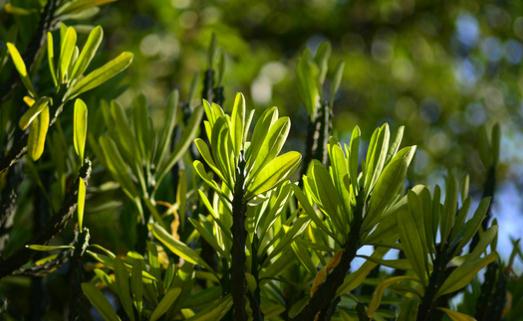 龍骨的作用-龍骨是什么?