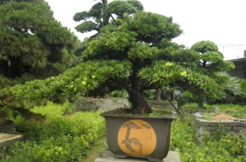 羅漢松是什么？羅漢松怎么養(yǎng)護(hù)？