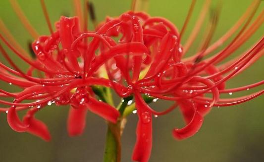 曼陀羅花的特征-曼陀羅怎么栽種?