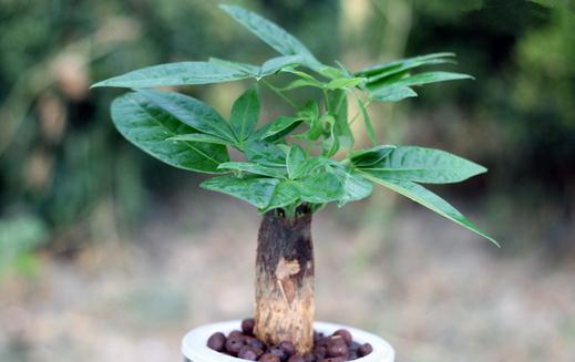 發(fā)財樹怎么種植?發(fā)財樹是怎樣的?