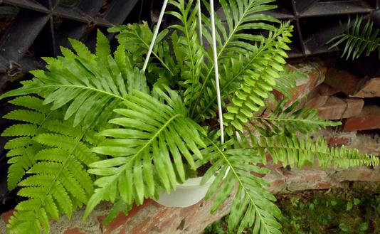 富貴蕨是什么?富貴蕨的養護方法