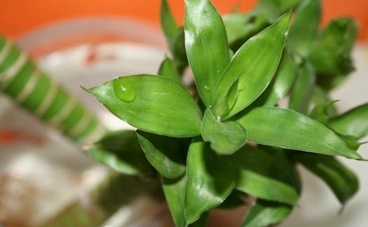 富貴竹的寓意-富貴竹怎么養殖？