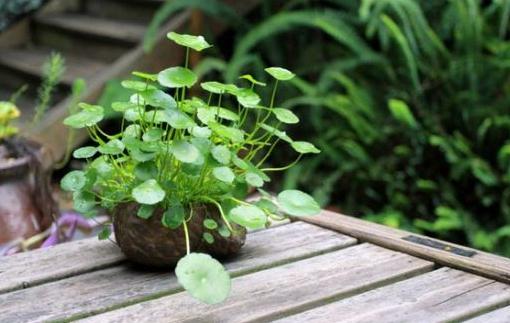 銅錢草是什么?銅錢草對家居環境的影響