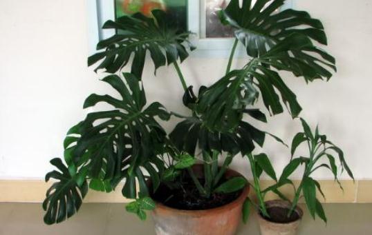 龜背竹如何養護？龜背竹是什么？