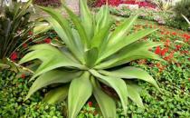 龍舌蘭的介紹-龍舌蘭對(duì)家居環(huán)境的影響