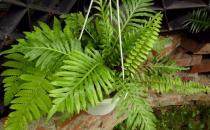 富貴蕨是什么？富貴蕨的養護方法