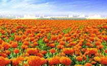 萬(wàn)壽菊怎么養(yǎng)護(hù)？萬(wàn)壽菊的特征