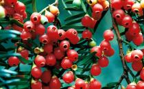 紅豆杉是什么？紅豆杉怎么養殖？