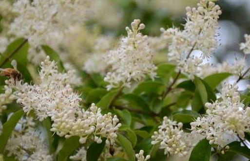 女貞的養(yǎng)殖方法-女貞的簡(jiǎn)介