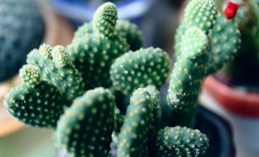 仙人掌的花語-仙人掌怎么養殖?
