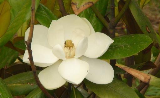 橡皮樹的養殖方法-橡皮樹的特征