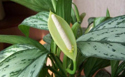 銀皇后是什么？銀皇后的養護技巧