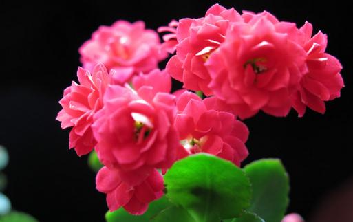 長壽花是什么？長壽花對家居環境的影響