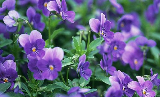 紫羅蘭的介紹-紫羅蘭對(duì)家居環(huán)境的影響