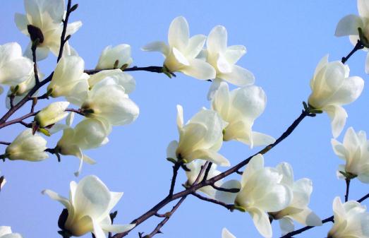 白玉蘭的養殖方法-白玉蘭是怎么樣的?