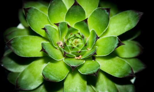 寶石花的養殖方法-寶石花是怎樣的?