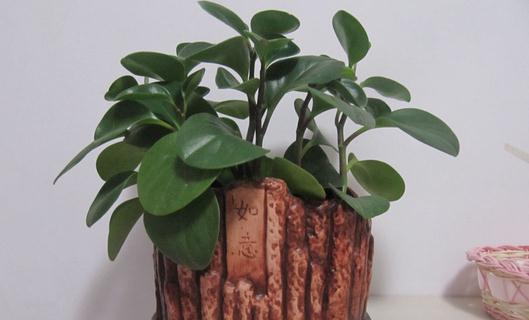 豆瓣綠的養(yǎng)殖方法-豆瓣綠是什么?