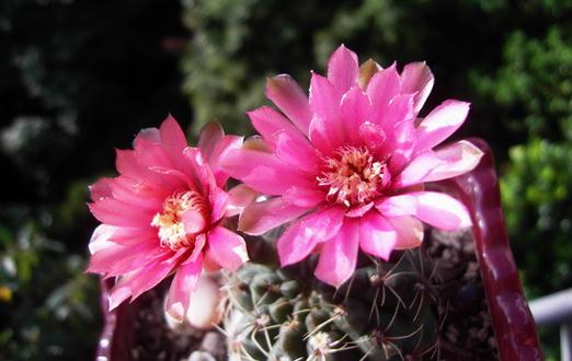 緋花玉怎么養殖？緋花玉的簡介