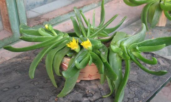 佛手掌是什么?佛手掌的養殖方法