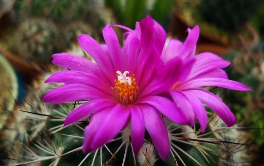 紅梅殿是什么?紅梅殿的養殖方法