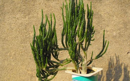 姬珊瑚怎么養(yǎng)殖？姬珊瑚的簡介