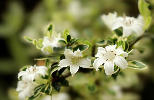 六月雪的養殖方法-六月雪是什么?