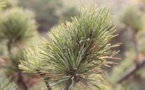 五針松的養殖方法-五針松是什么？