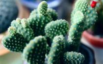 仙人掌的花語-仙人掌怎么養殖？