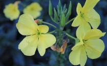 夜來香的介紹-夜來香花對家居環境的影響