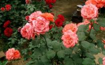 月季花的功效-月季花的養殖技巧