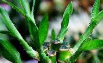 巴西木的養殖方法-巴西木的簡介