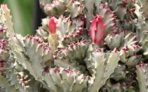 春峰怎么養殖？春峰是什么？