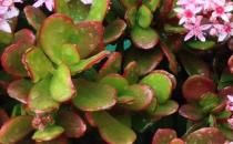 翡翠木怎么養(yǎng)殖？翡翠木有什么特征？