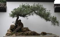 黑松的養(yǎng)殖方法-黑松是怎樣的？