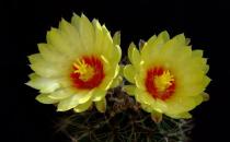 龍王球的養殖方法-龍王球是什么？