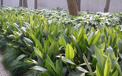 一葉蘭的養(yǎng)殖方法-一葉蘭的簡介