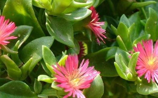 玉樹花的簡介-玉樹花的養(yǎng)殖方法