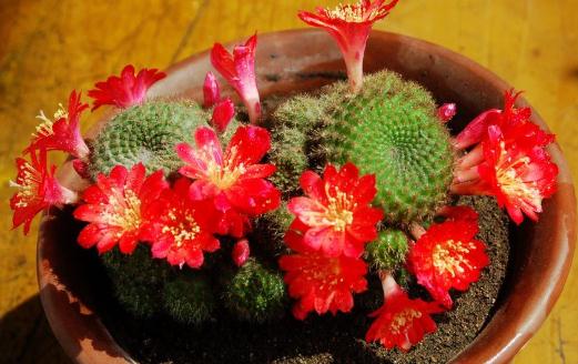 子孫球的養殖方法-子孫球是什么？