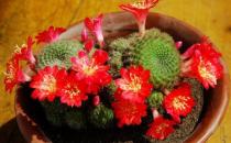 子孫球的養殖方法-子孫球是什么？