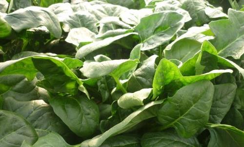 秋季男人滋補推薦10種食物