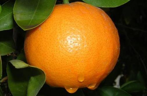 吃什么能快速降血壓？降低血壓的四種水果推薦