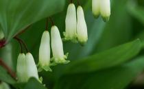 養陰的中藥材玉竹 玉竹怎么做有食療作用呢