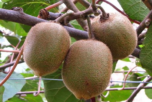 女人瘦腿吃什么好?具有瘦腿的效果的食物推薦