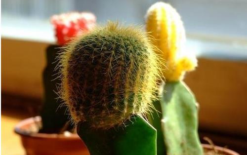 電腦族養生必學養眼妙方大全