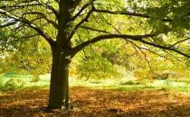 櫸木的清潔保養方法-櫸木板材的優缺點