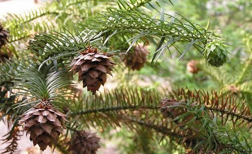 杉木的清潔保養(yǎng)方法-杉木板材的優(yōu)缺點