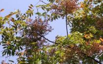 黃連木板材的優缺點-黃連木的清潔保養方法