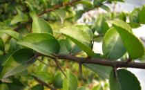 柞木的清潔保養方法-柞木的鑒別方法